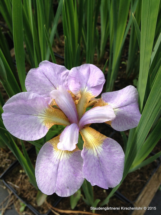 Iris sibirica 'Rikugi Sakura'