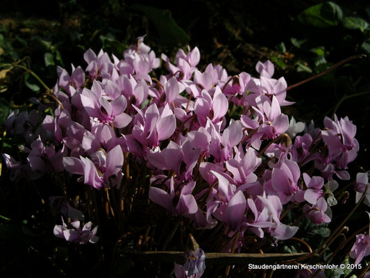Cyclamen hederifolium