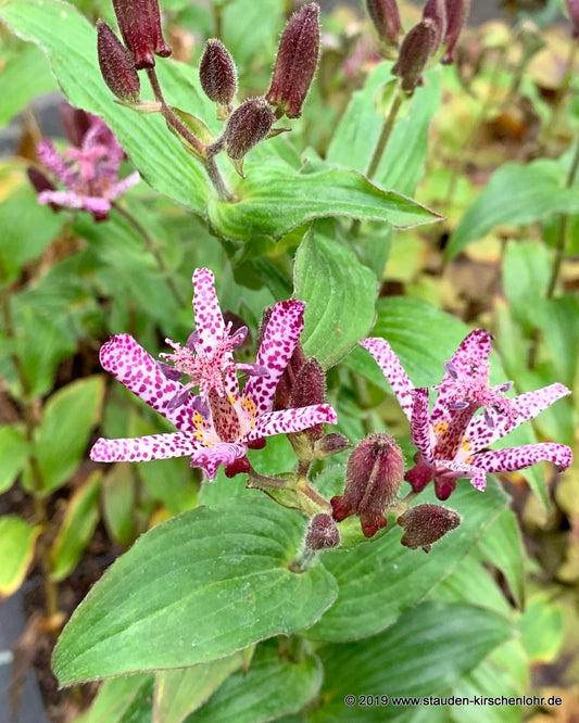 Tricyrtis hirta 'Miyazaki'