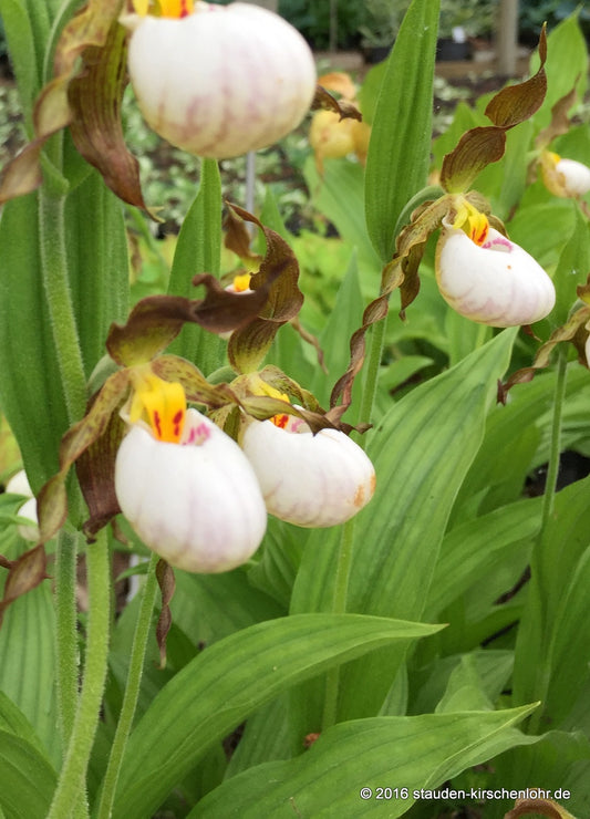 Cypripedium x andrewsii NIS