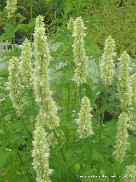 Agastache 'Alabaster'