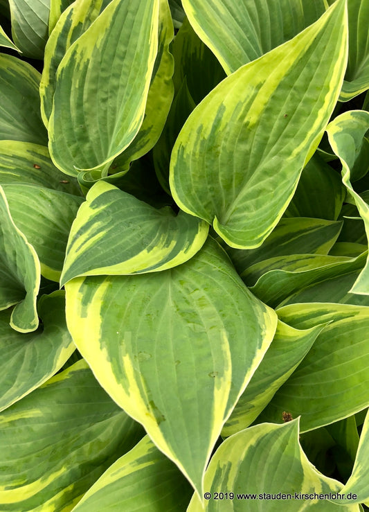 Hosta 'Poker'