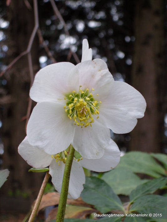 Helleborus niger subsp. niger