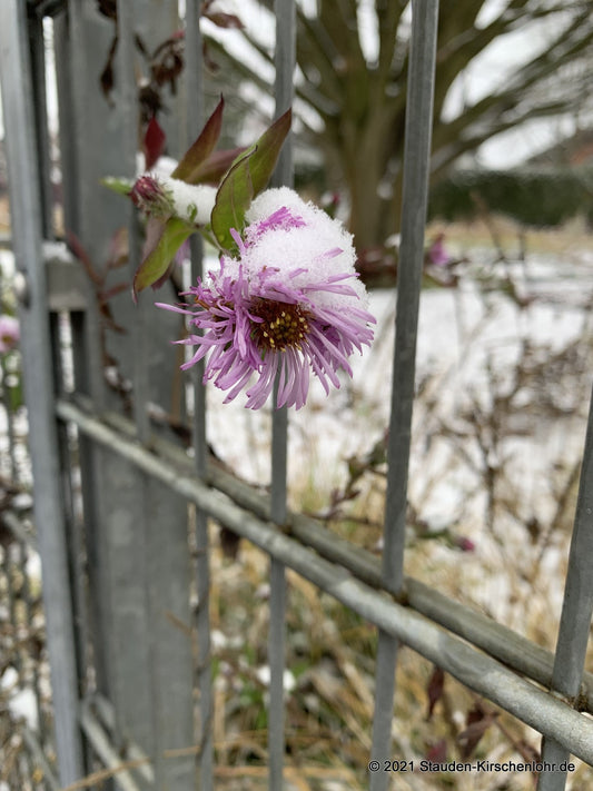 Ampelaster carolinianus