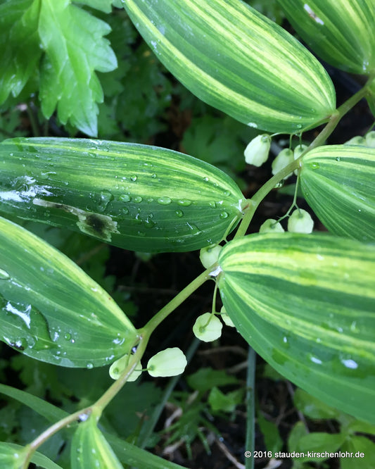 Polygonatum falcatum 'Goshikidai'