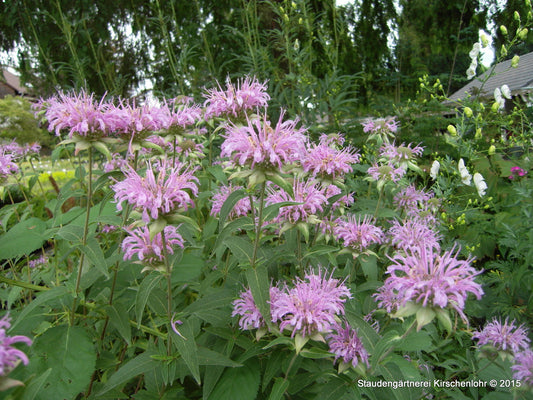 Monarda 'Mohikaner'