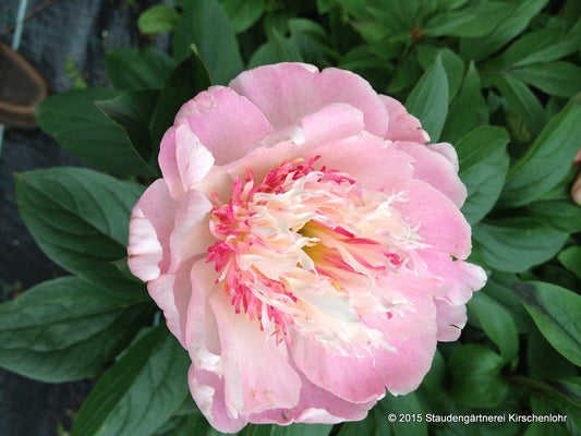 Paeonia 'Do Tell'