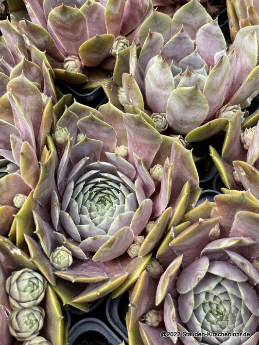 Sempervivum 'Rita Jane'