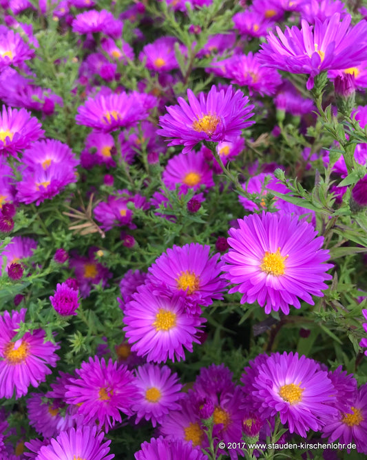 Symphyotrichum dumosum 'Kassel'