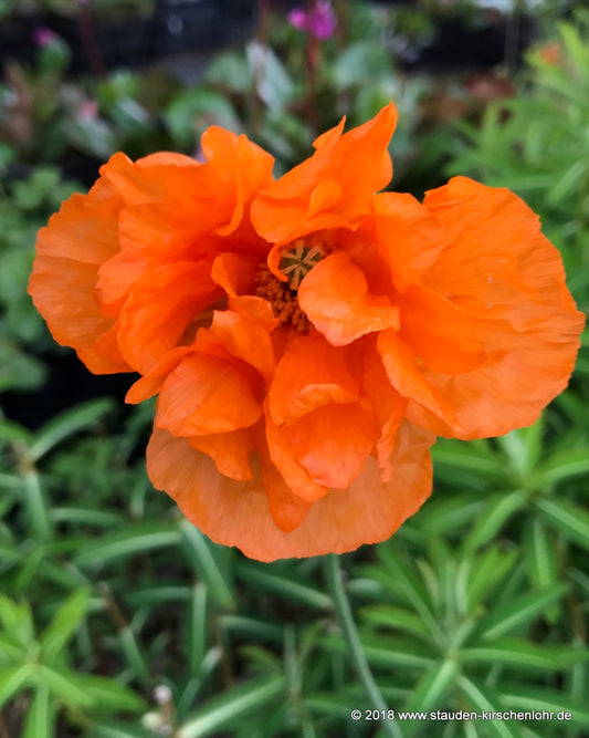 Papaver lateritium 'Semiplenum'