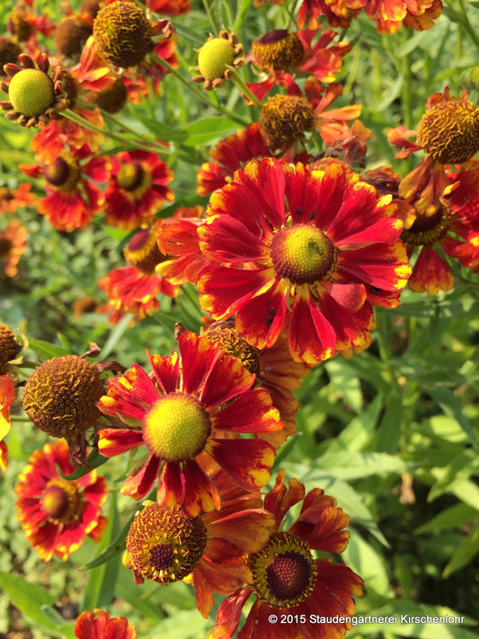 Helenium 'Ragamuffin'