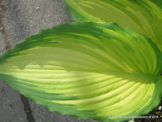 Hosta 'War Paint'