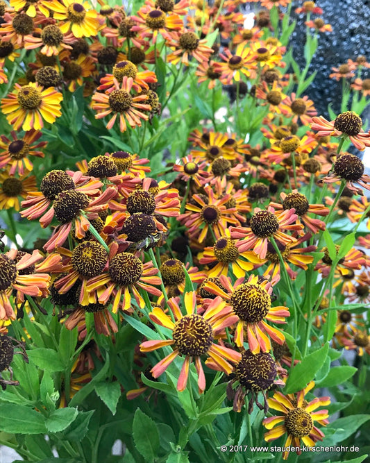 Helenium 'Loysder Wiek'