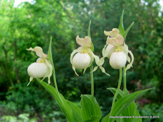 Cypripedium 'Gisela Pastell' NIS