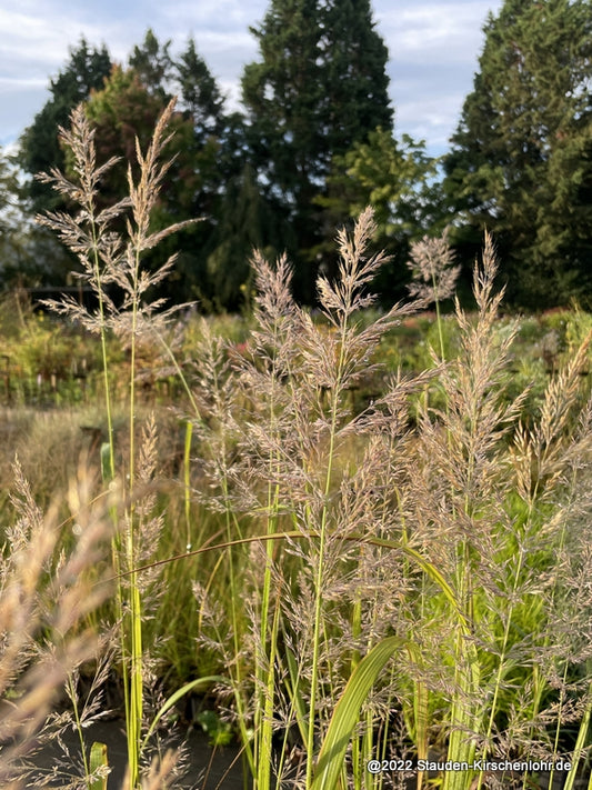 Calamagrostis arundinacea 'Lushan' (brachytricha)