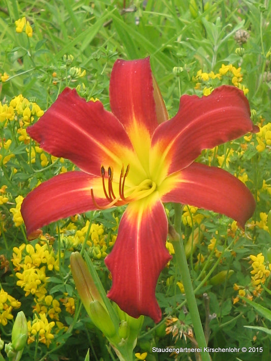 Hemerocallis 'Spider Man'