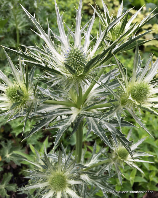 Eryngium alpinum 'Blue Star'