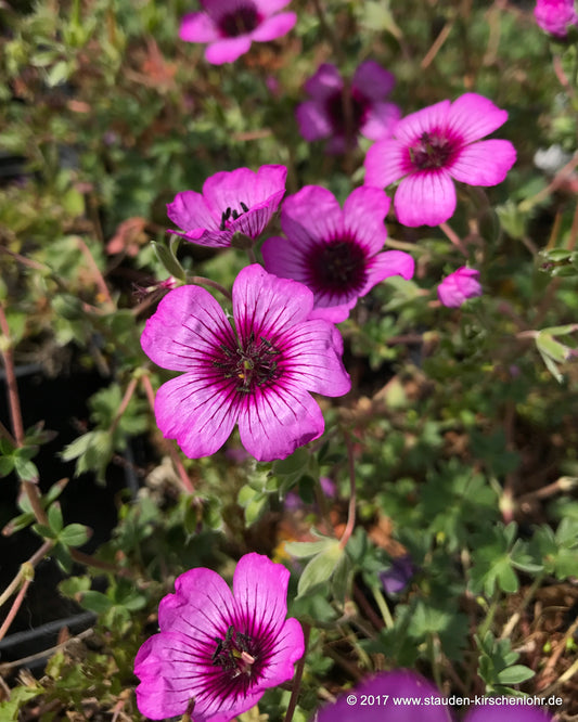 Geranium cinereum 'Jolly Jewel Night' ®