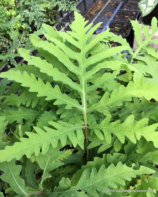 Onoclea sensibilis var. interrupta