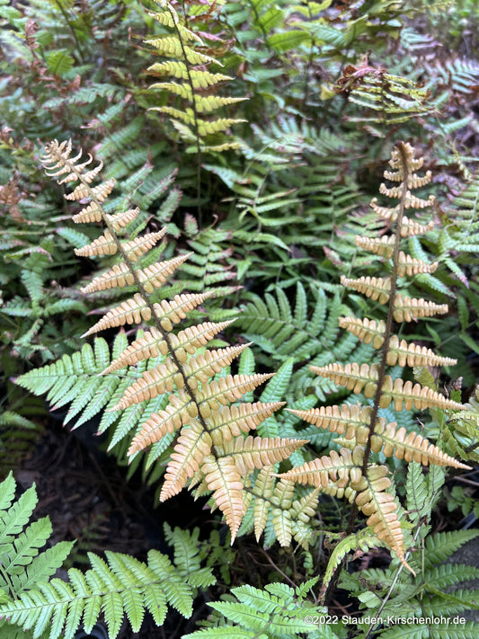 Dryopteris wallichiana 'Jurassic Gold'