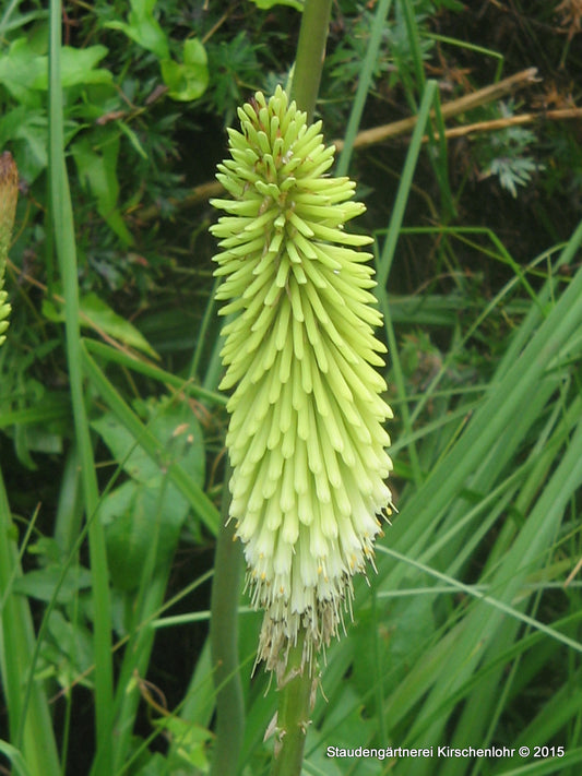 Kniphofia 'Green Jade'