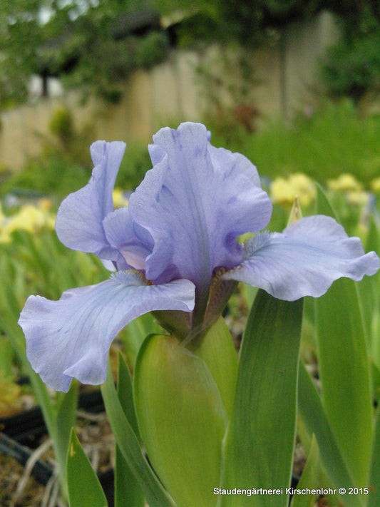 Iris barbata-nana 'Oberschwaben'