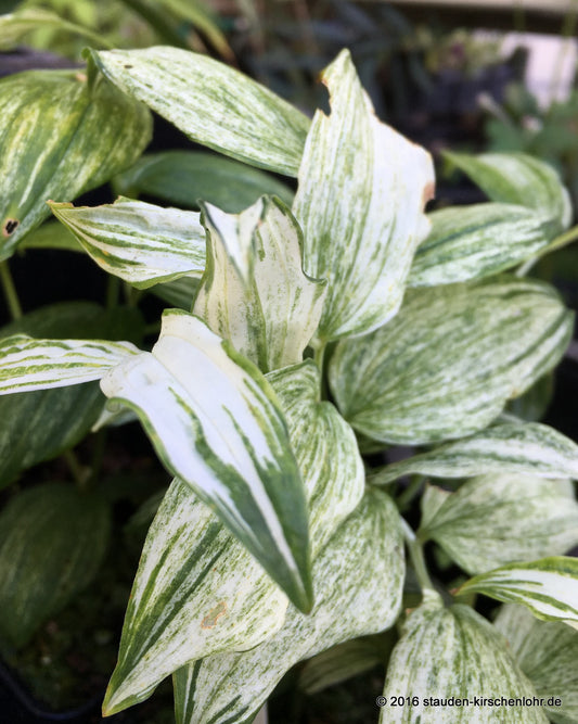 Disporum sessile 'Kinga'