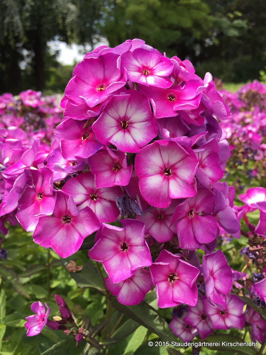 Phlox paniculata 'Sweet Summer Fantasy' ®
