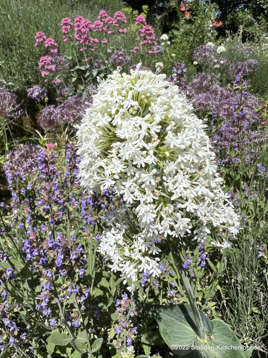 Centranthus ruber 'Albiflorus'