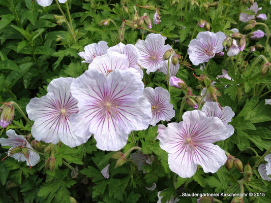 Geranium himalayense 'Derrick Cook'