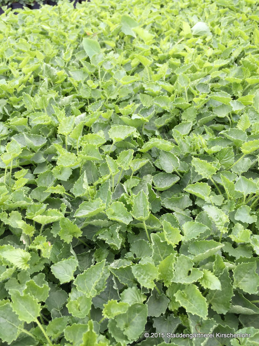 Campanula carpatica 'Blaue Clips'