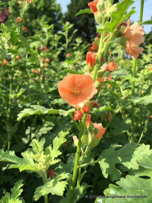 Sphaeralcea 'Childerley'