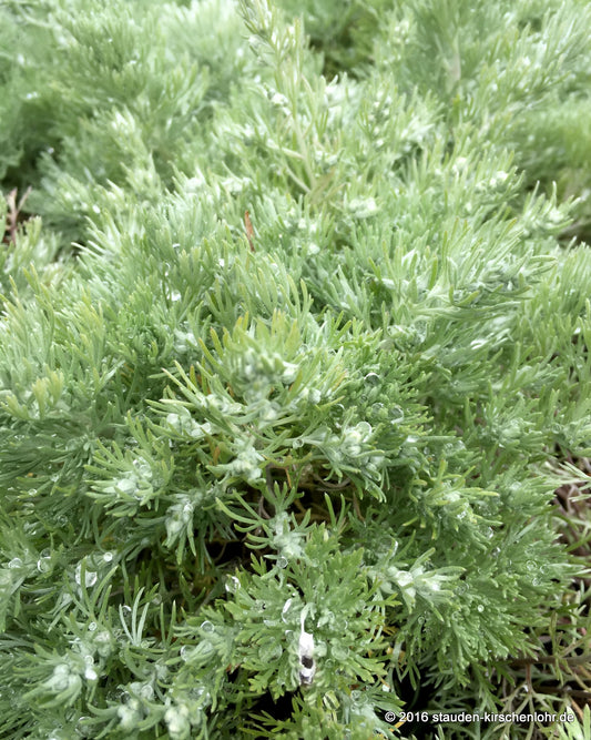 Artemisia schmidtiana 'Nana'