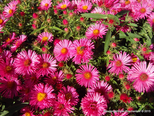 Symphyotrichum novae-angliae 'A. an Alma Pötschke'