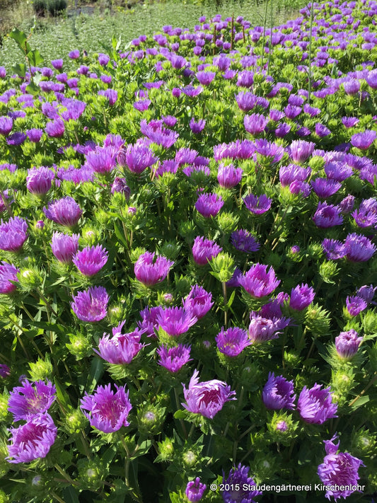 Stokesia laevis 'Mels Blue' ®