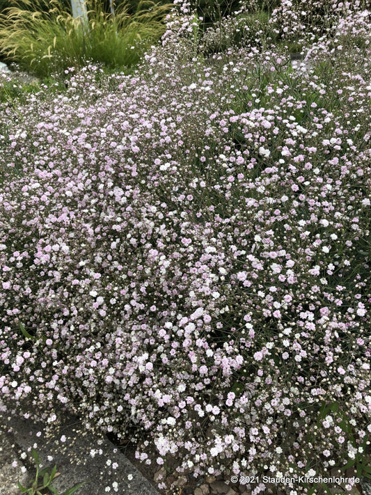 Gypsophila 'Rosenschleier'