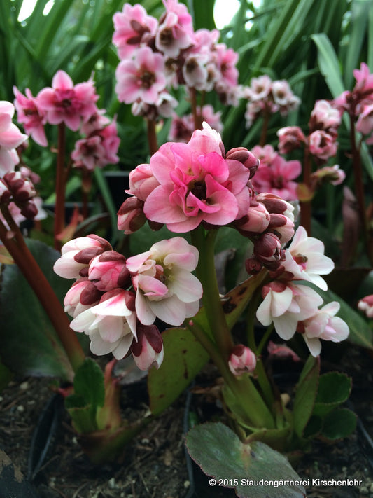 Bergenia 'Dragonfly Angel Kiss' ®