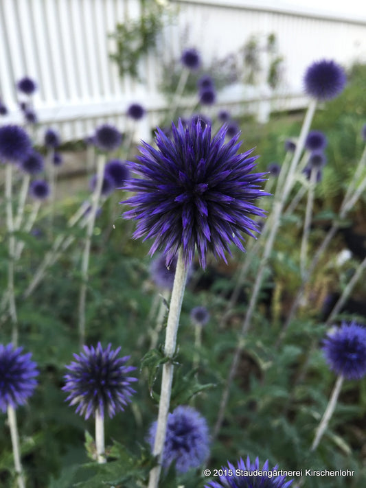 Echinops ritro 'Veitch´s Blue'