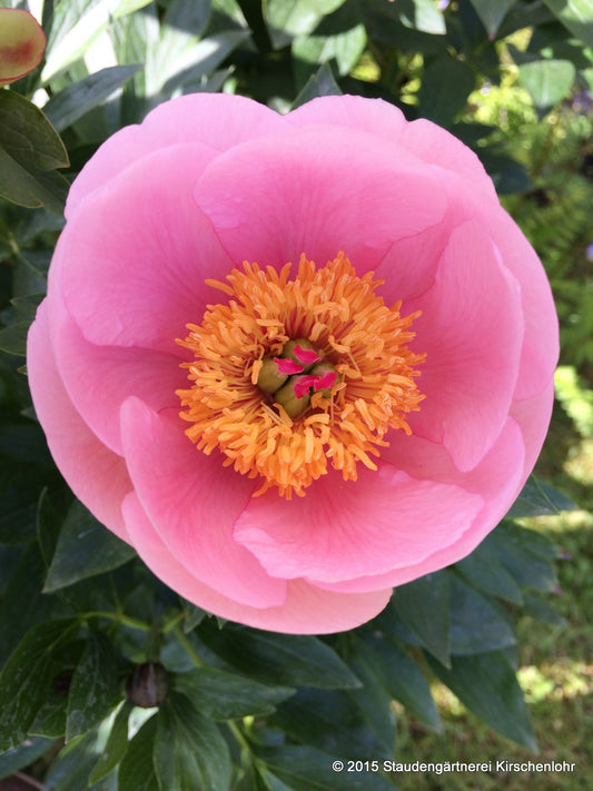 Paeonia 'Soft Salmon Saucer'