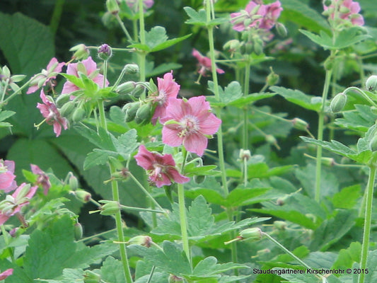 Geranium phaeum 'Rose Madder'