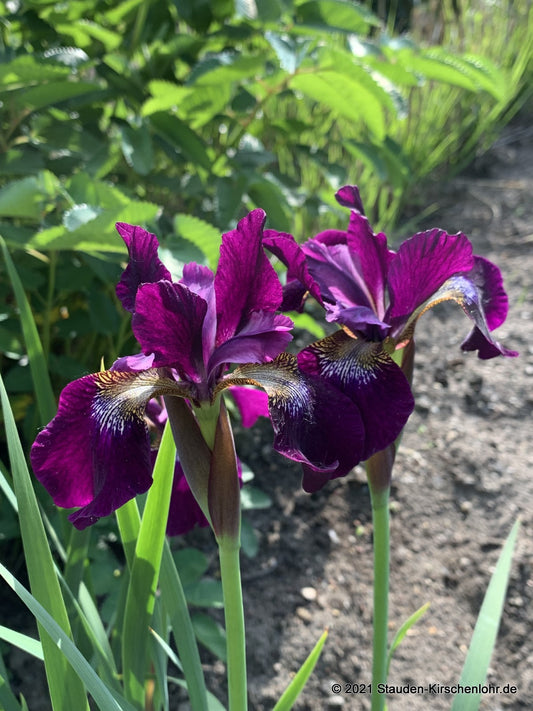 Iris sibirica 'Dunkler Wein'