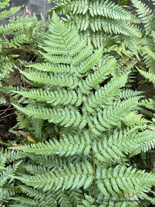 Dryopteris stewartii