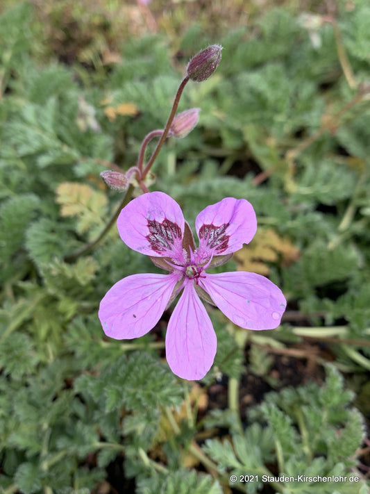 Erodium 'Almodovar'