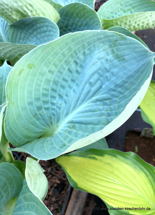 Hosta 'Lakeside Color Blue'