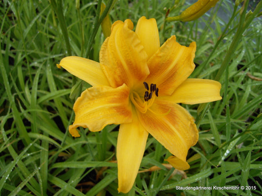 Hemerocallis 'Colonial Dame'