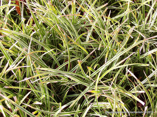 Carex foliosissima 'Icedance'