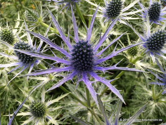 Eryngium alpinum 'Blue Star'