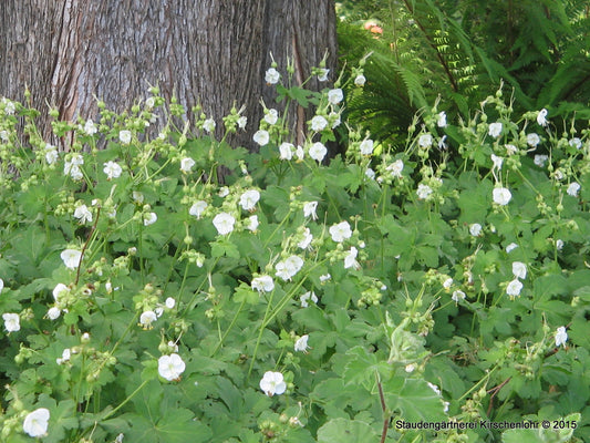 Geranium macrorrhizum 'White-Ness'