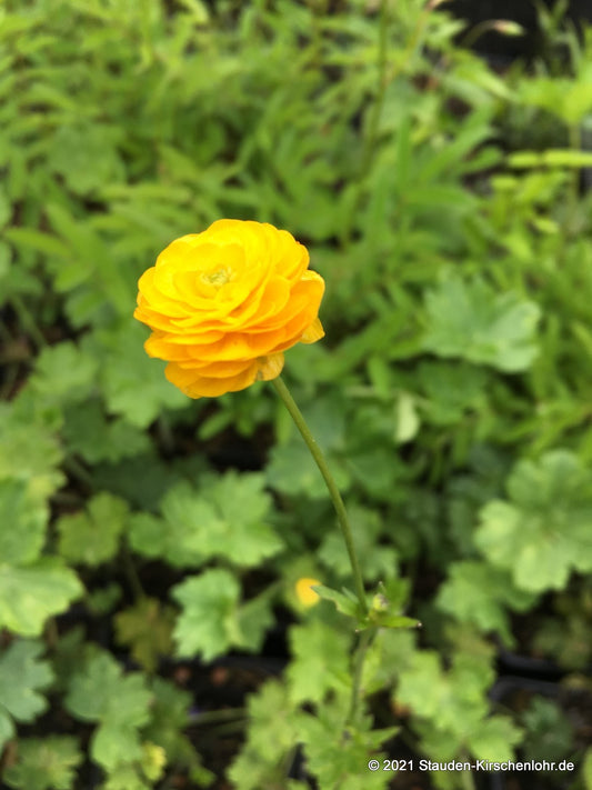 Ranunculus acris 'Multiplex'