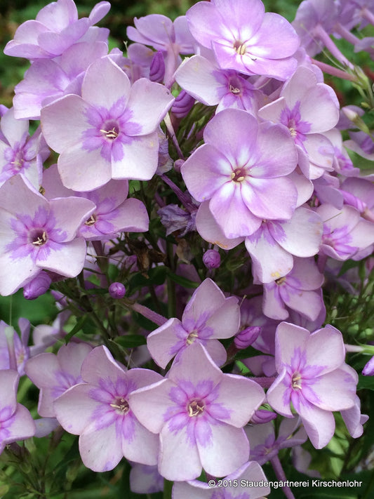 Phlox paniculata 'Ostinato'
